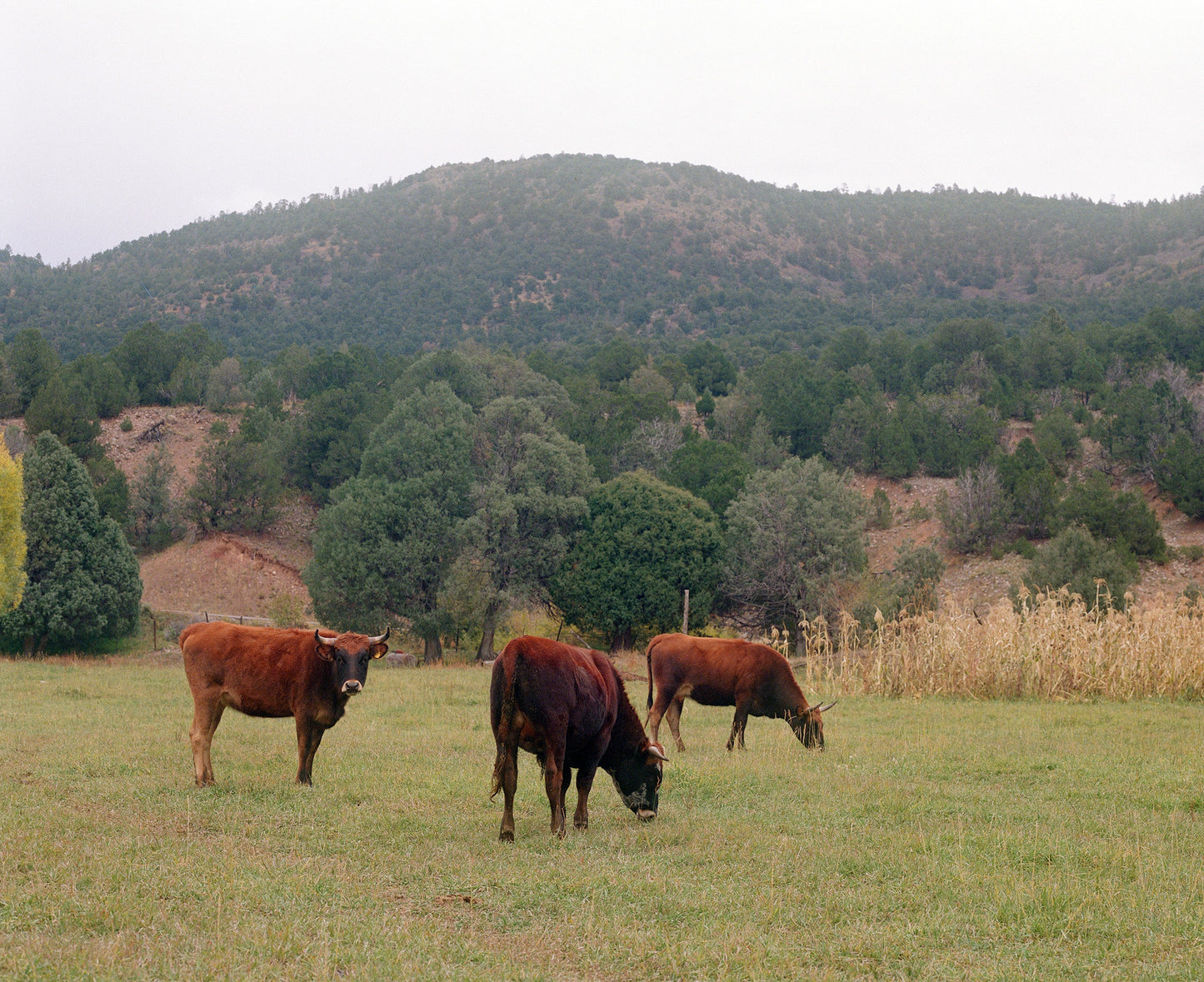 CRIOLLO meat - spring 2026