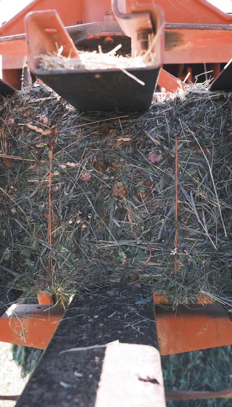 HAY ( thoughts and photos )