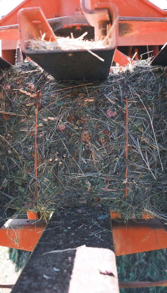 HAY ( thoughts and photos )