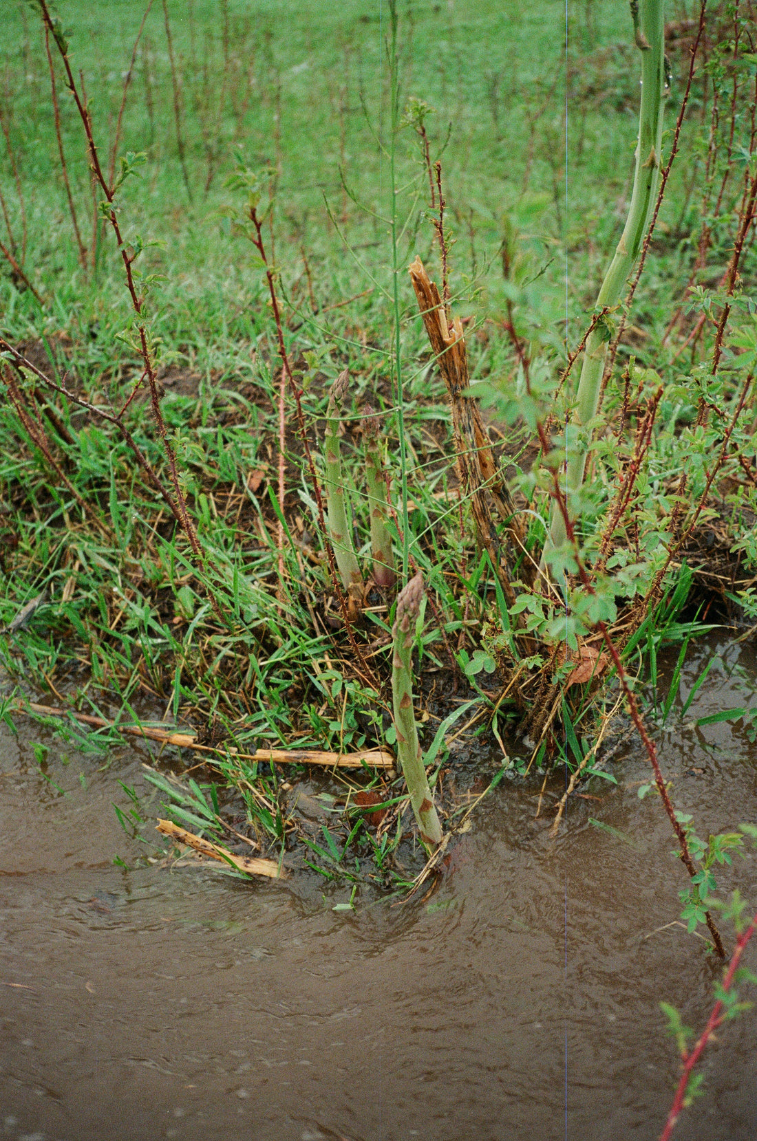 PICKING WILD ASPARGUS