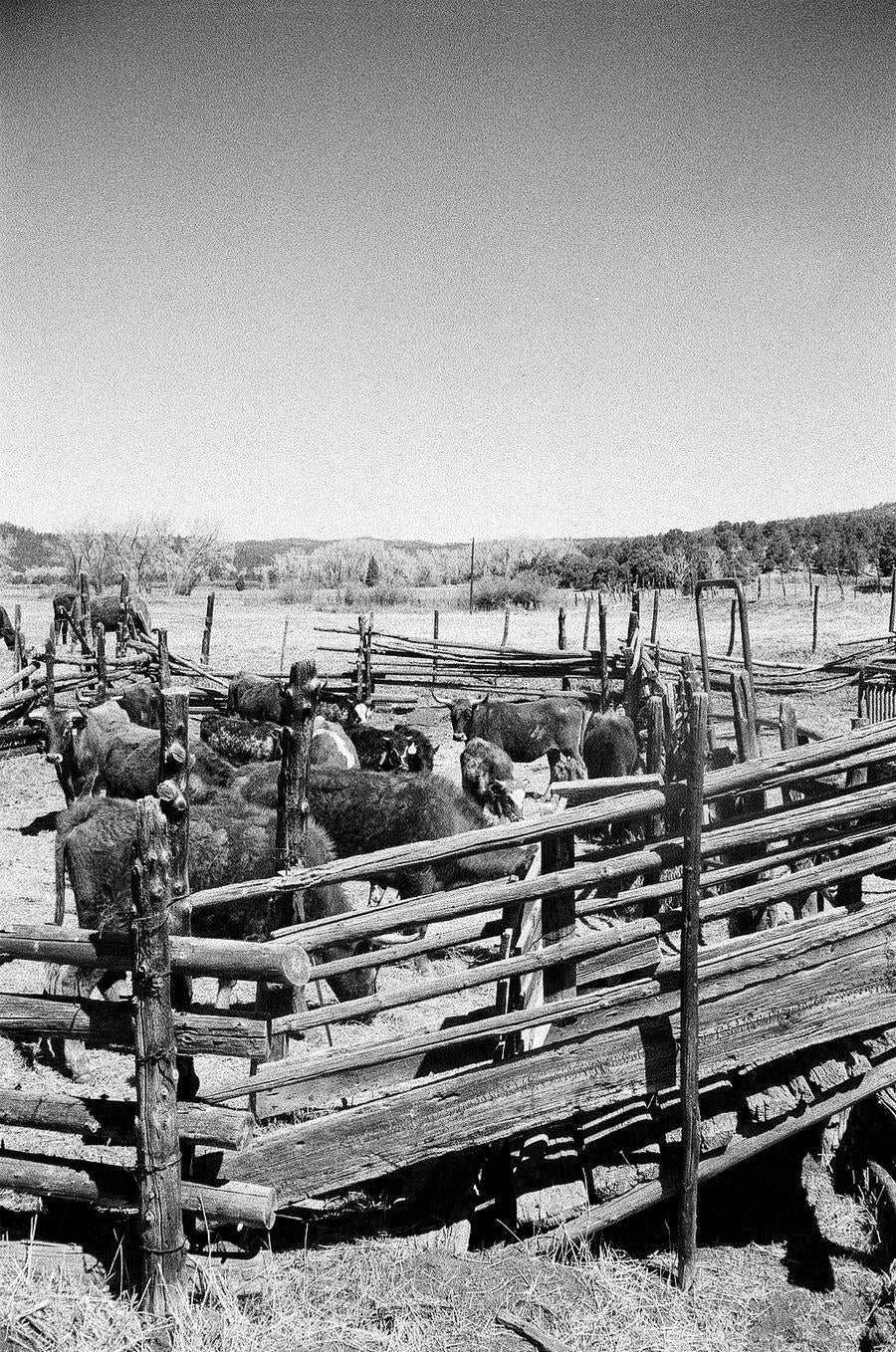 SORTING CATTLE ( reflection )